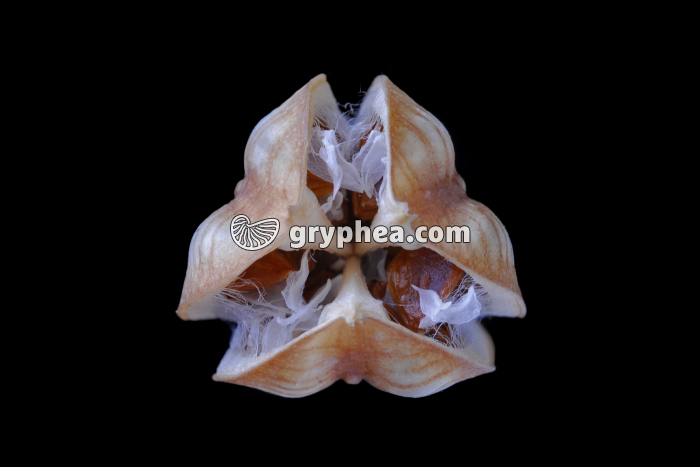 Tulipe - Fruit  en vue apicale - gryphea.com